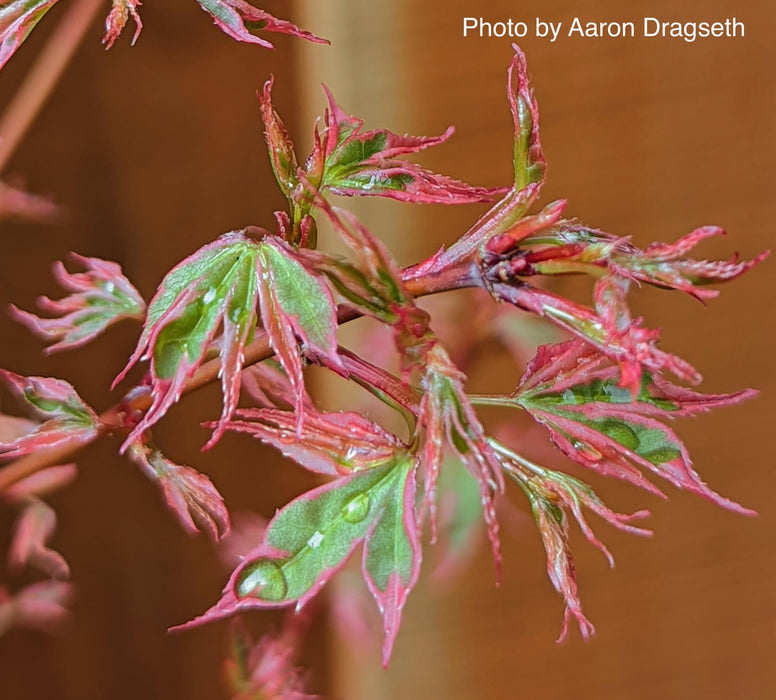 Acer palmatum 'Pink Princess' Dwarf Pink Variegated Japanese Maple