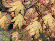 - Acer palmatum 'Firefly' Japanese Maple - Mr Maple │ Buy Japanese Maple Trees