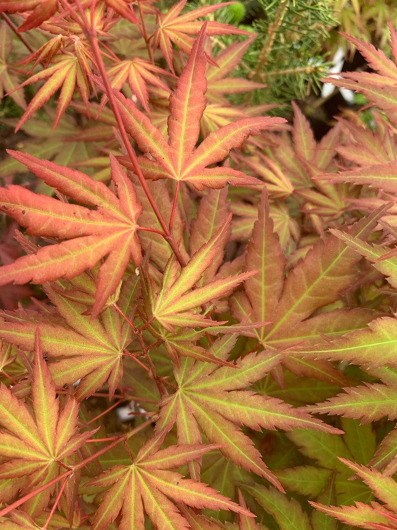 - Acer palmatum 'Mila' Japanese Maple - Mr Maple │ Buy Japanese Maple Trees