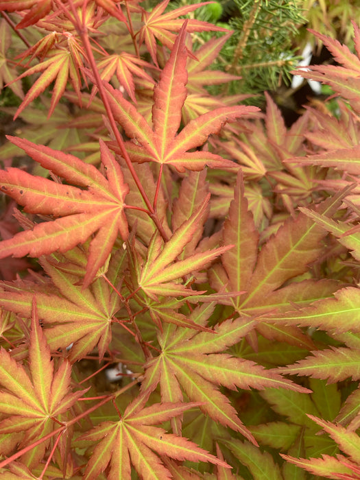 Acer palmatum 'Mila' Japanese Maple