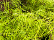 - Acer palmatum 'Yellow Threads' Rare Japanese Maple - Mr Maple │ Buy Japanese Maple Trees