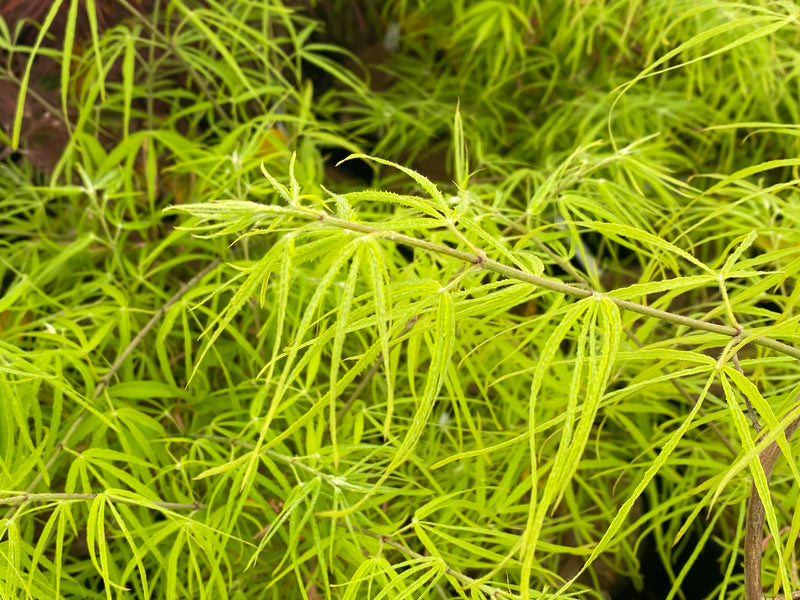 - Acer palmatum 'Yellow Threads' Rare Japanese Maple - Mr Maple │ Buy Japanese Maple Trees
