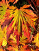 - FOR PICKUP ONLY | Acer japonicum 'Yama kage' Mountain Shadows Full Moon Japanese Maple | DOES NOT SHIP - Mr Maple │ Buy Japanese Maple Trees