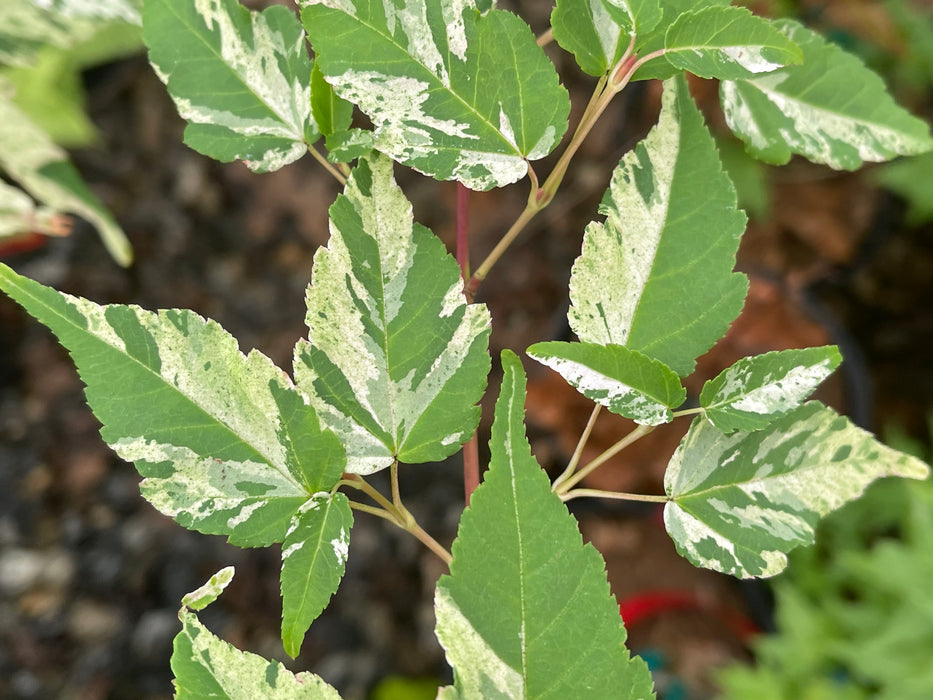 Acer crataegifolium 'Meuri no fu' Variegated Snakebark Japanese Maple