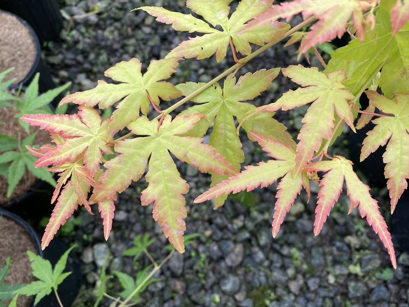 - Acer palmatum 'Golden Falls' Weeping Golden Japanese Maple - Mr Maple │ Buy Japanese Maple Trees