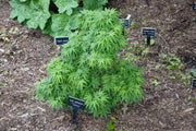 - Acer palmatum 'Tattoo' Dwarf Japanese Maple - Mr Maple │ Buy Japanese Maple Trees