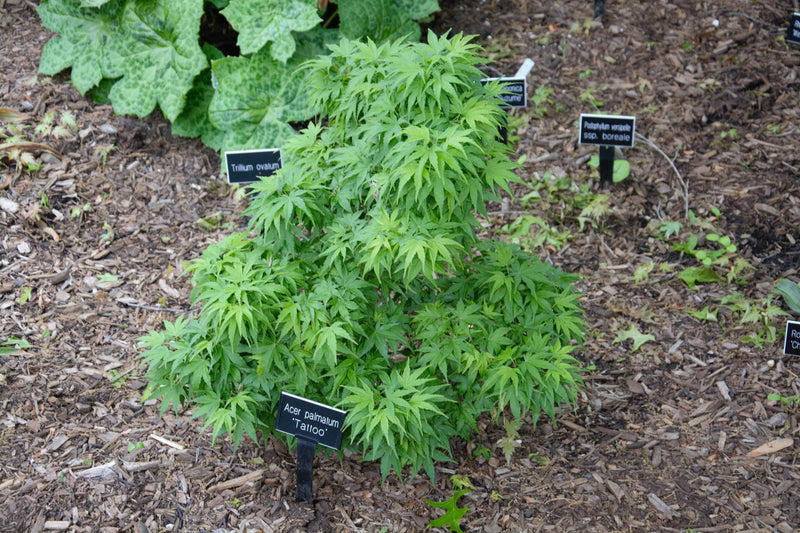 - Acer palmatum 'Tattoo' Dwarf Japanese Maple - Mr Maple │ Buy Japanese Maple Trees