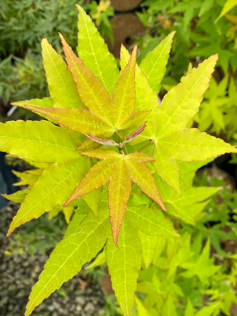 - Acer oliverianum 'Hot Blonde' Golden Japanese Maple - Mr Maple │ Buy Japanese Maple Trees