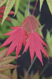 - Acer shirasawanum 'Moonrise™' Full Moon Japanese Maple - Mr Maple │ Buy Japanese Maple Trees