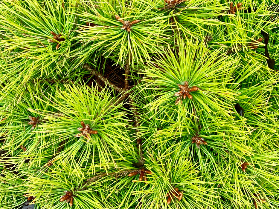 Pinus densiflora 'Low Glow' Dwarf Japanese Red Pine Tree