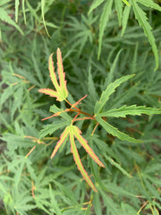 - Acer palmatum 'Green Strap' Rare Japanese Maple - Mr Maple │ Buy Japanese Maple Trees