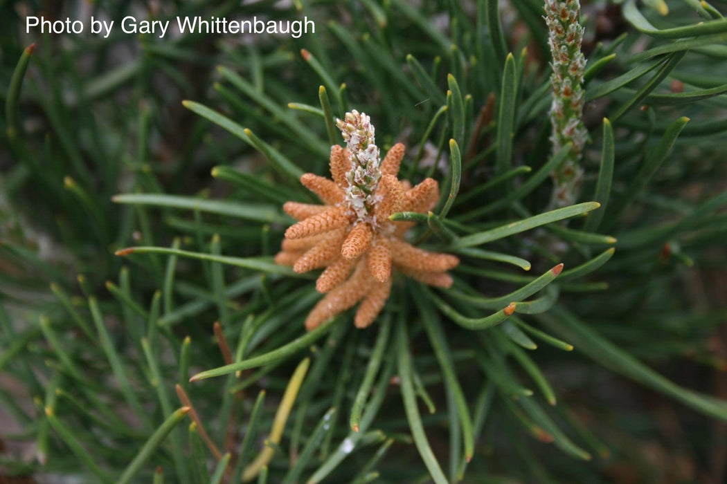 Pinus banksiana 'Bush’s Twister' Contorted Jack Pine