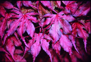 - FOR PICKUP ONLY | Acer palmatum 'Purple Ghost' Japanese Maple | DOES NOT SHIP - Mr Maple │ Buy Japanese Maple Trees