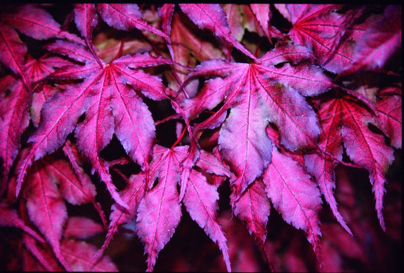 - FOR PICKUP ONLY | Acer palmatum 'Purple Ghost' Japanese Maple | DOES NOT SHIP - Mr Maple │ Buy Japanese Maple Trees