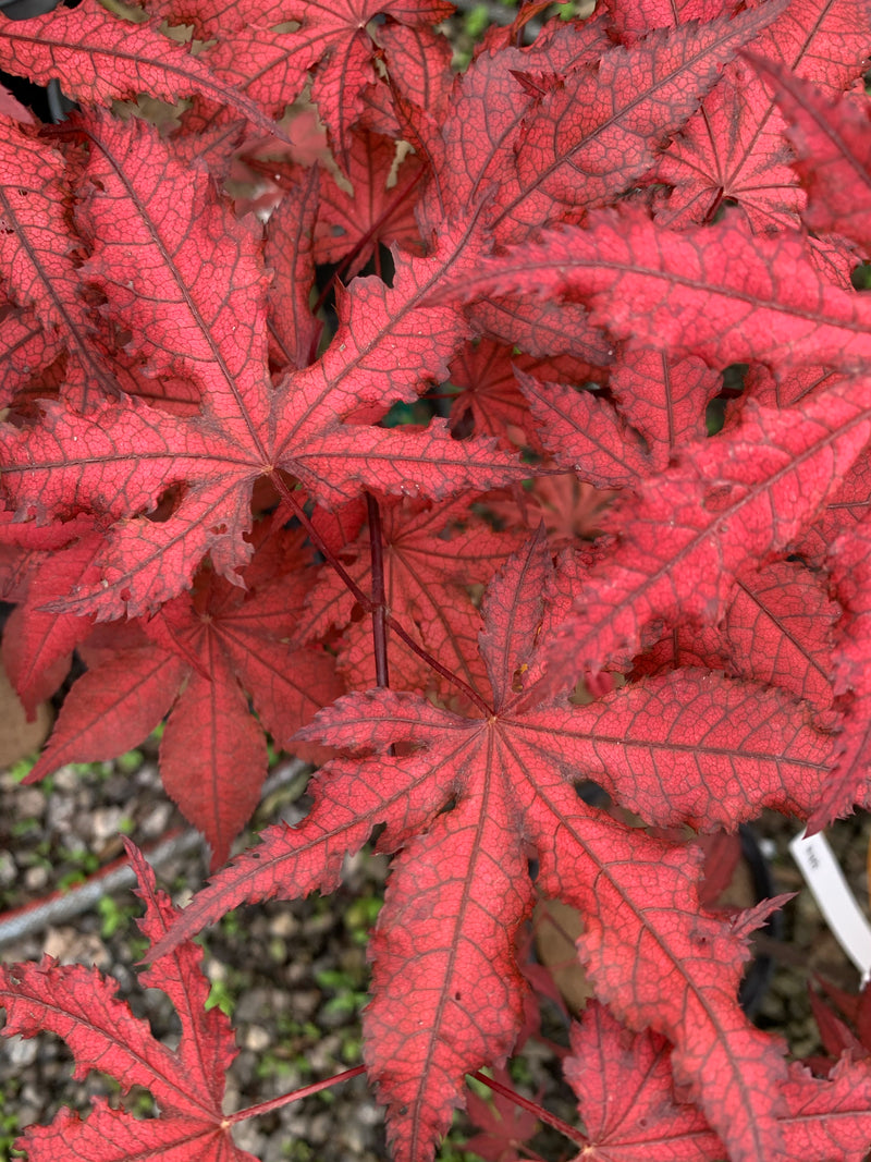- Acer palmatum 'Dark Knight' Japanese Maple - Mr Maple │ Buy Japanese Maple Trees