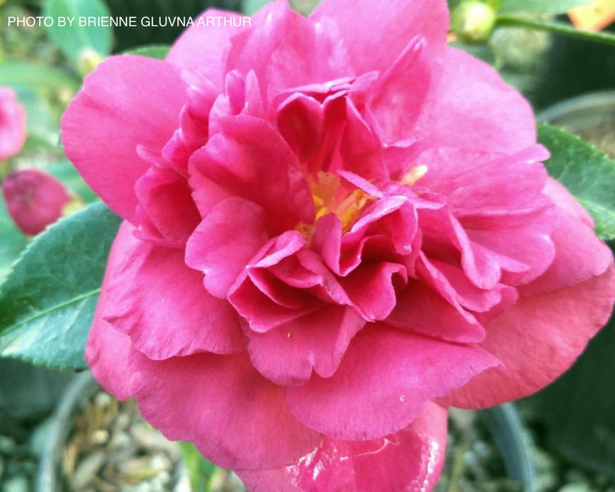 Camellia sasanqua 'Alabama Beauty' Red Flowering Camellia