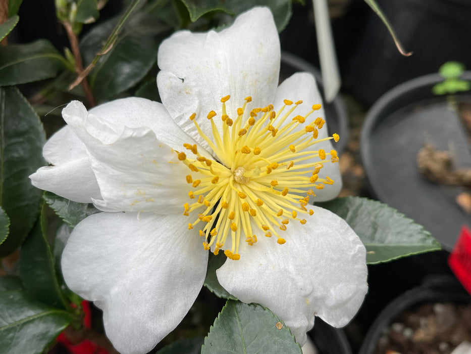 Camellia sasanqua 'Daydream Believer' White Flowering Camellia