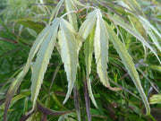- Acer palmatum 'Yellow Threads' Rare Japanese Maple - Mr Maple │ Buy Japanese Maple Trees