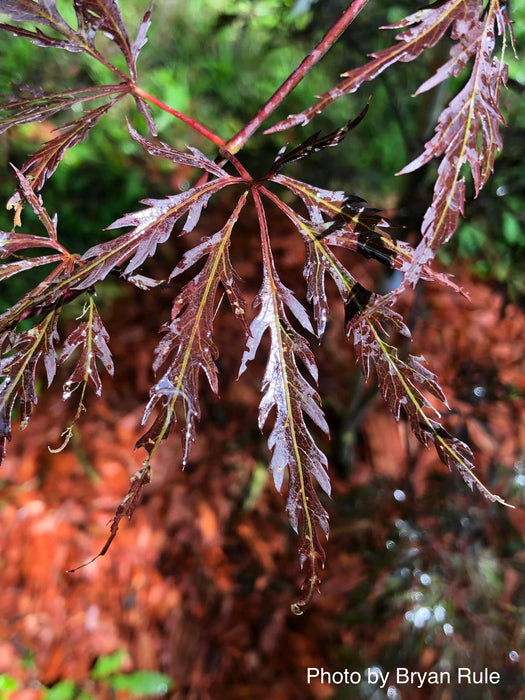 Acer palmatum 'Octopus' Weeping Japanese Maple