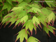 - Acer palmatum 'Tsuma gaki' Japanese Maple - Mr Maple │ Buy Japanese Maple Trees