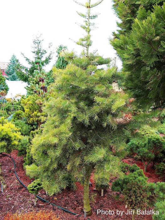 Abies concolor 'Wintergold' Golden White Fir Grafted on Abies firma