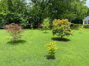 - Acer palmatum 'Osakazuki' Japanese Maple - Mr Maple │ Buy Japanese Maple Trees