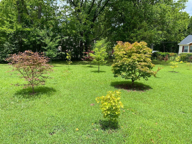 - Acer palmatum 'Osakazuki' Japanese Maple - Mr Maple │ Buy Japanese Maple Trees