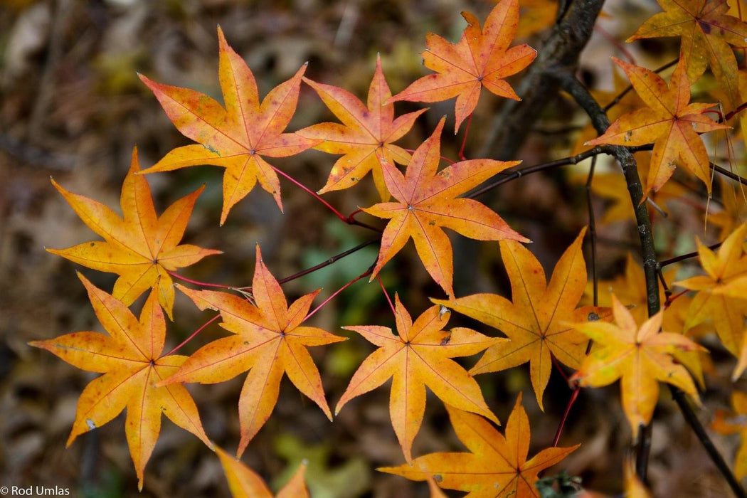Acer palmatum 'Tana' Japanese Maple