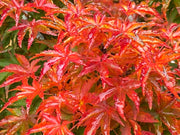 - Acer palmatum 'Shishigashira' Lion's Head Japanese Maple - Mr Maple │ Buy Japanese Maple Trees