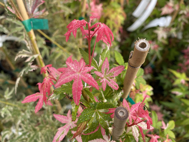 - Acer palmatum 'Ilarian' Japanese Maple - Mr Maple │ Buy Japanese Maple Trees