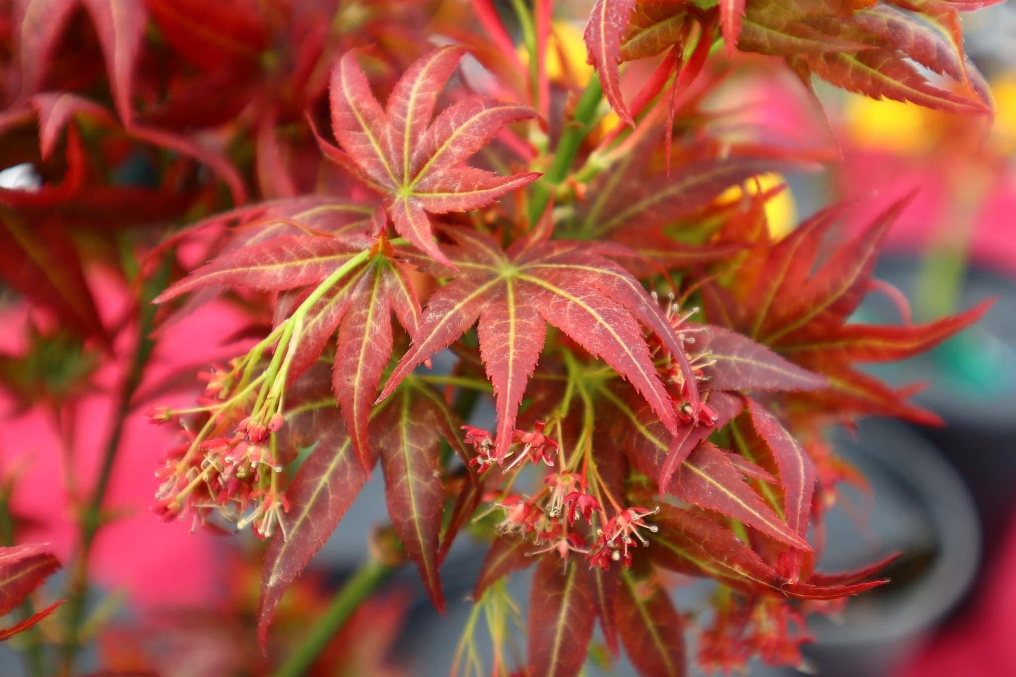 Buy Acer Palmatum 'Kurenai Jishi' Red Lion Japanese Maple — Mr Maple ...