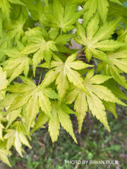 - Acer palmatum 'Orange Dream' Japanese Maple - Mr Maple │ Buy Japanese Maple Trees