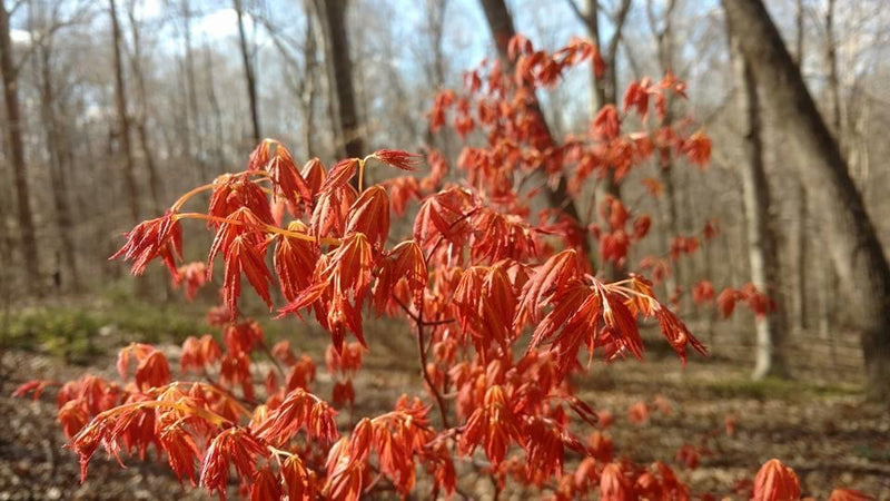 - Acer palmatum 'Kristin's Star' Japanese Maple - Mr Maple │ Buy Japanese Maple Trees