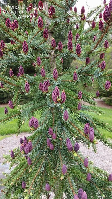 Picea omorika 'Berliner's Weeper WB' Purple Cone Dwarf Serbian Spruce