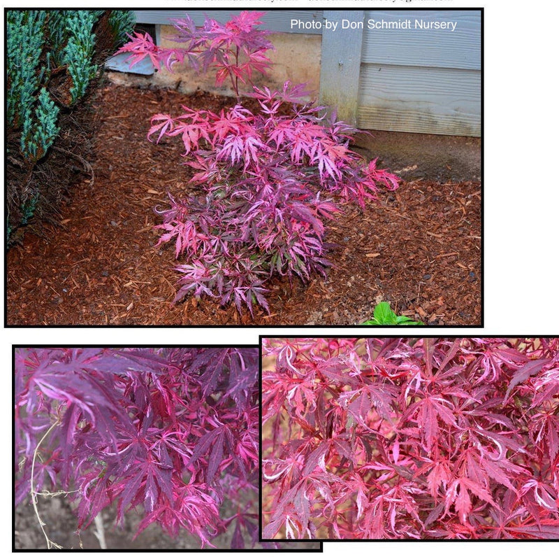 - FOR PICKUP ONLY | Acer palmatum 'Lileeanne's Jewel' Japanese Maple | DOES NOT SHIP - Mr Maple │ Buy Japanese Maple Trees