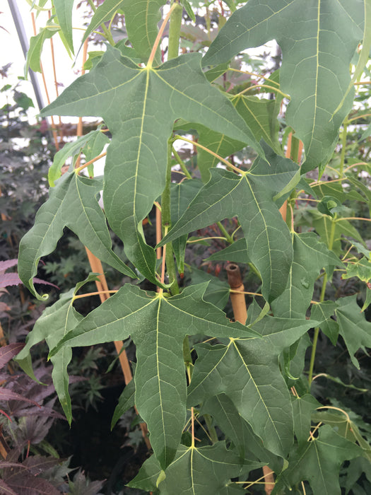 Acer longipes ssp longipes Chinese Maple