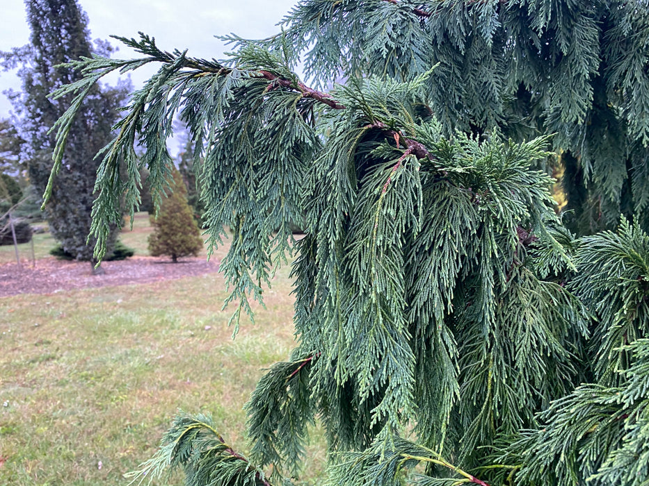 Chamaecyparis nootkatenss 'Glauca Pendula' Weeping Alaskan Cedar