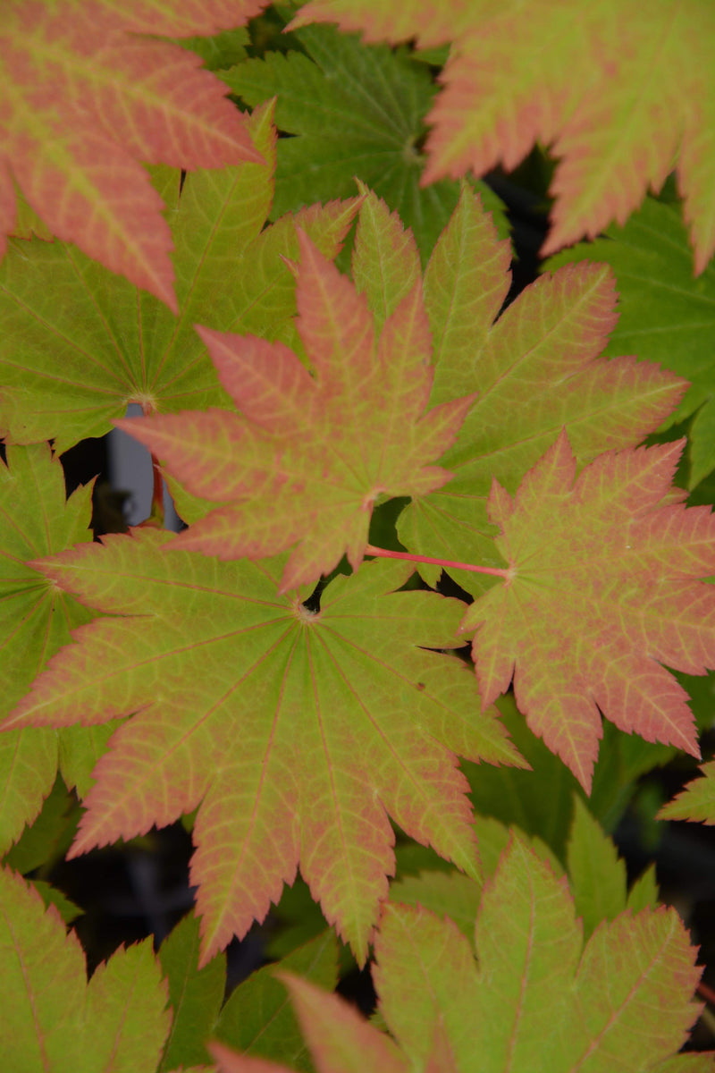 - Acer japonicum 'Taki no gawa' Full Moon Japanese Maple - Mr Maple │ Buy Japanese Maple Trees