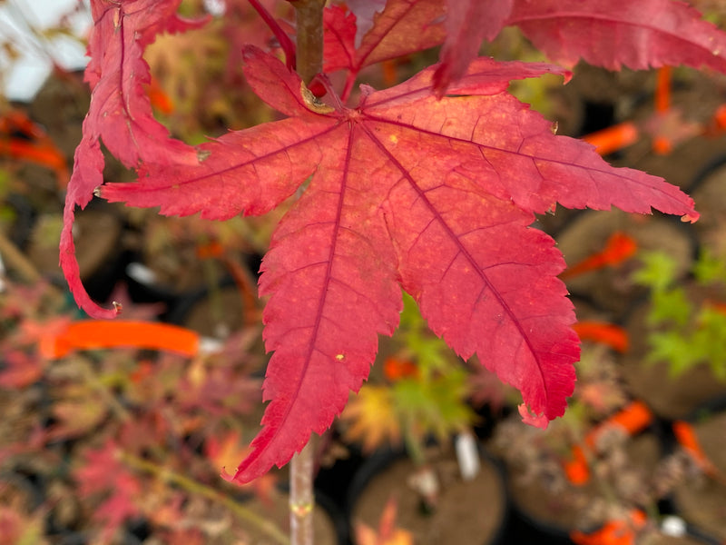 - Acer palmatum 'Summer Gold' Japanese Maple - Mr Maple │ Buy Japanese Maple Trees