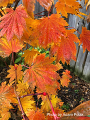 - Acer japonicum 'Vitifolium' Large Leaf Full Moon Japanese Maple - Mr Maple │ Buy Japanese Maple Trees