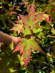 - Acer oliverianum 'Hot Blonde' Golden Japanese Maple - Mr Maple │ Buy Japanese Maple Trees