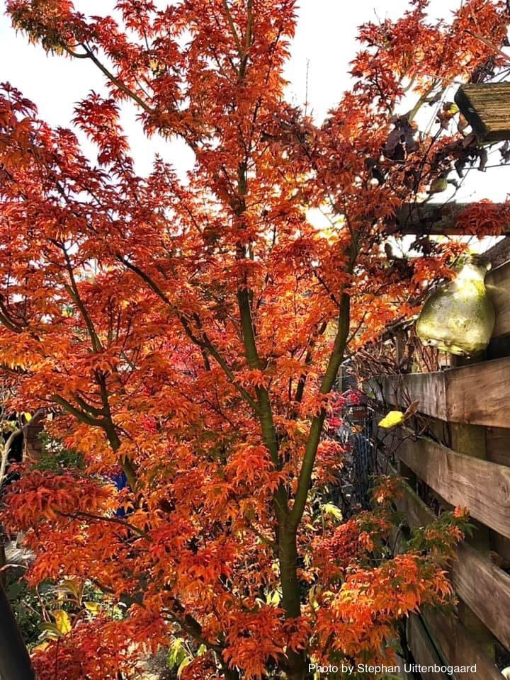 - Acer palmatum 'Shishigashira' Lion's Head Japanese Maple - Mr Maple │ Buy Japanese Maple Trees