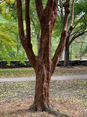 - Acer griseum - Paperbark Maple - Mr Maple │ Buy Japanese Maple Trees