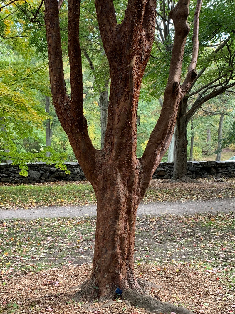 - Acer griseum - Paperbark Maple - Mr Maple │ Buy Japanese Maple Trees