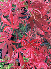- Acer palmatum 'Lileeanne's Jewel' Japanese Maple - Mr Maple │ Buy Japanese Maple Trees