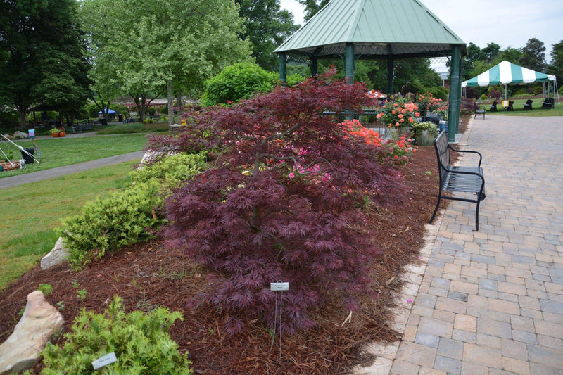 - Acer palmatum 'Red Dragon' Dwarf Japanese Maple - Mr Maple │ Buy Japanese Maple Trees
