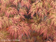 - FOR PICK UP ONLY | Acer palmatum 'Orangeola' Japanese Maple | DOES NOT SHIP - Mr Maple │ Buy Japanese Maple Trees