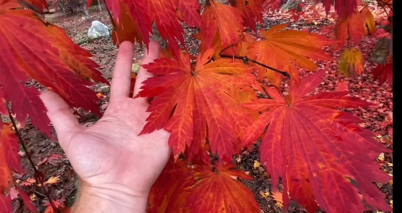 - Acer japonicum ‘Rising Sun’ Japanese Maple - Mr Maple │ Buy Japanese Maple Trees