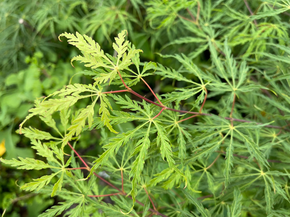 Acer palmatum 'Green Hornet' Japanese Maple