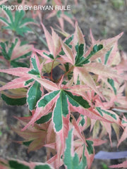 - Acer palmatum 'Beni shichihenge' Pink Variegated Japanese Maple - Mr Maple │ Buy Japanese Maple Trees
